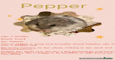 Hamster rodents - Advert 9
