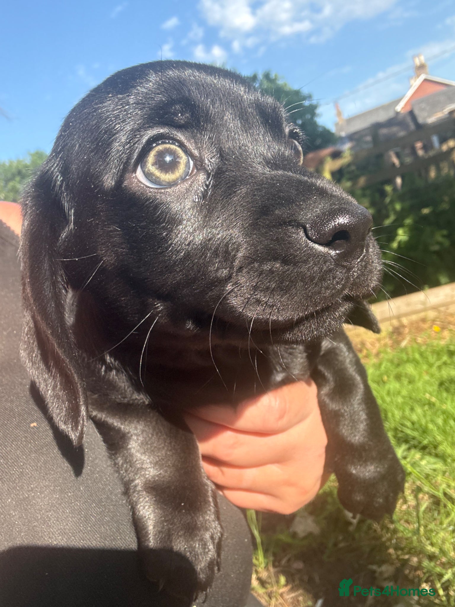 Dachshund dogs Stunning litter miniature sausage dogs - Advert 1