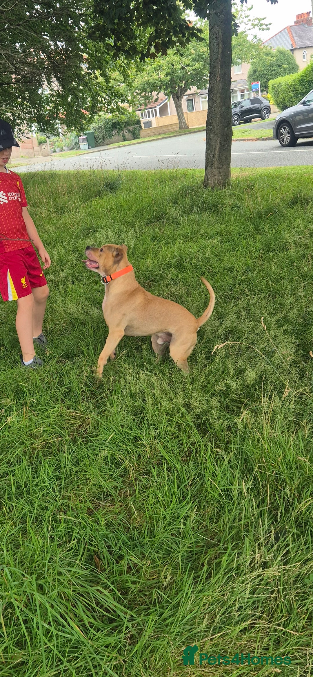 Mixed Breed dogs for sale: Bully cross pups - Image 3