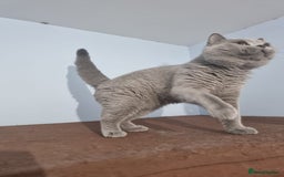 British Shorthair cats for sale: Lilac & Blue BSH Kittens Healthy GCCF Pedigree  - Image 11