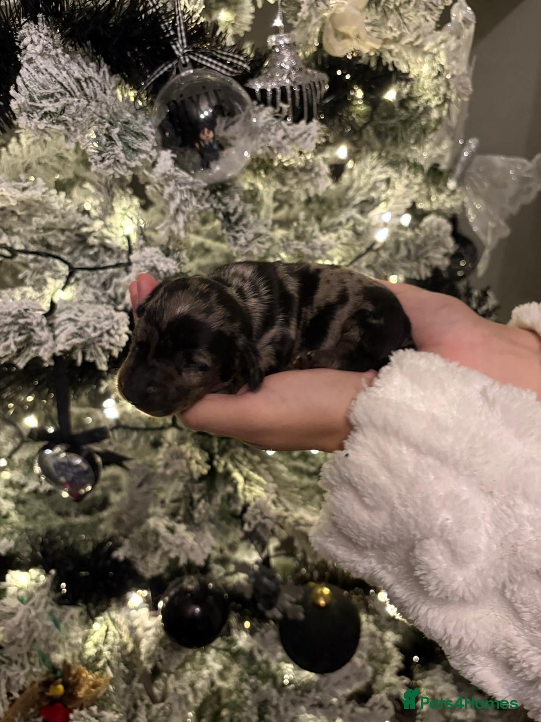 Miniature Dachshund dogs for sale: Miniature dapple daschund puppies for sale - Advert 4