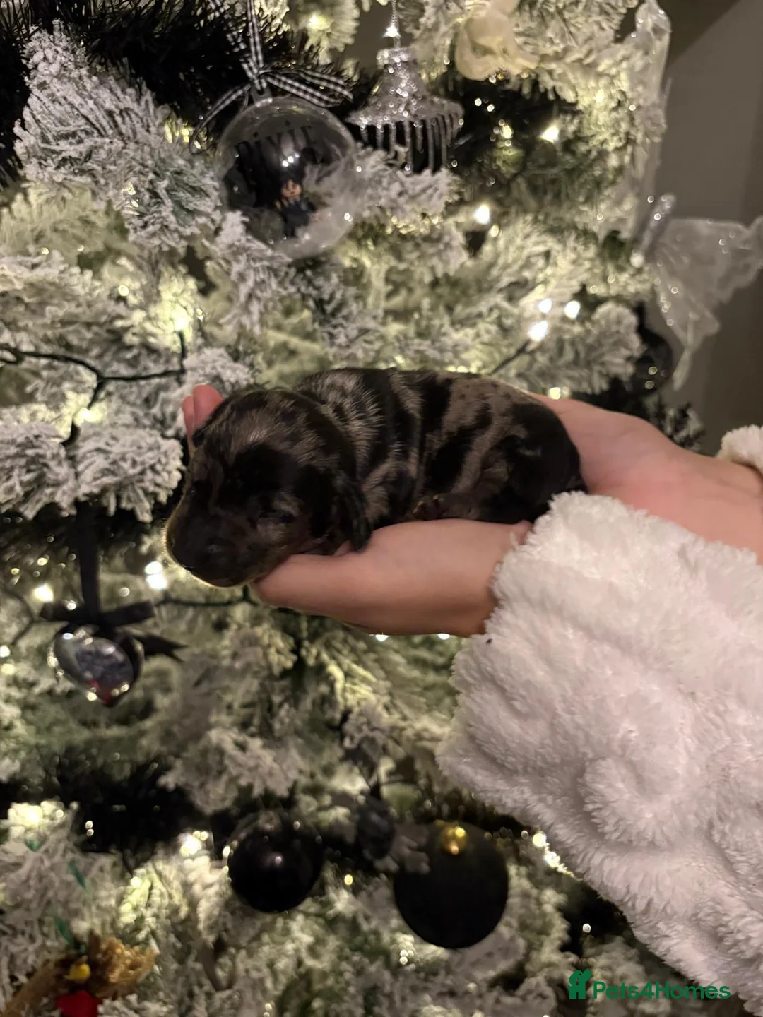 Miniature Dachshund dogs for sale: READY TO GO! dapple/merle daschund puppies - Advert 9