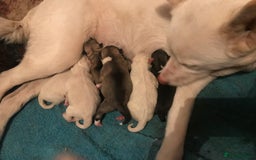 Huskita dogs for sale: Huskita puppies  - Image 5