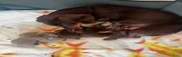 Miniature Dachshund dogs for sale: Gorgeous Miniature Dachshund puppies - Advert 9