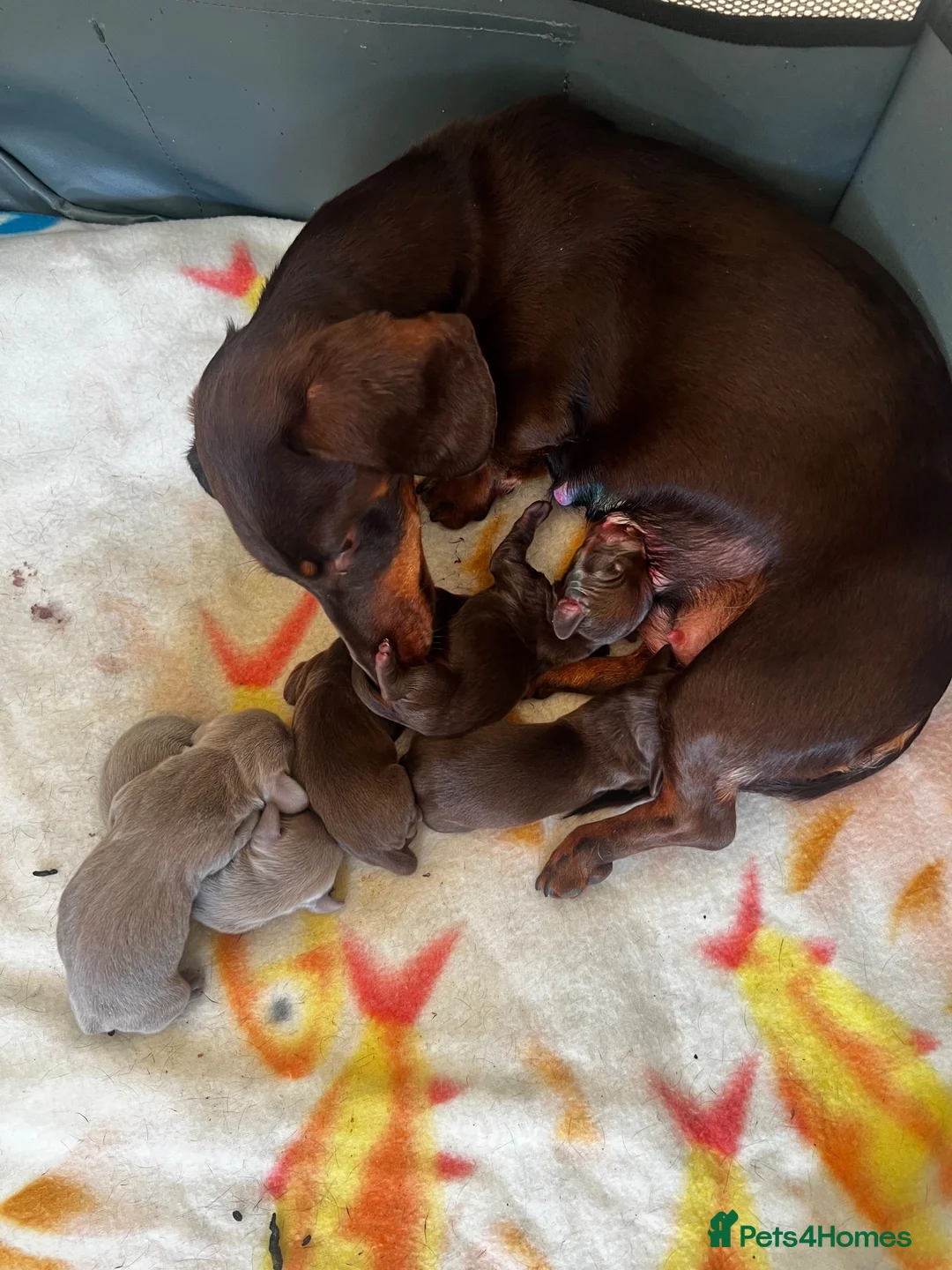 Miniature Dachshund dogs for sale: Gorgeous Miniature Dachshund puppies - Advert 9