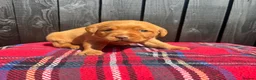 Labrador Retriever dogs for sale: 🧡 Fox Red KC working Labrador’s  in Thetford - Advert 5