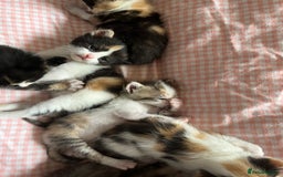 Domestic Shorthair cats for sale: Litter of 9 Beautiful Kittens - Image 16
