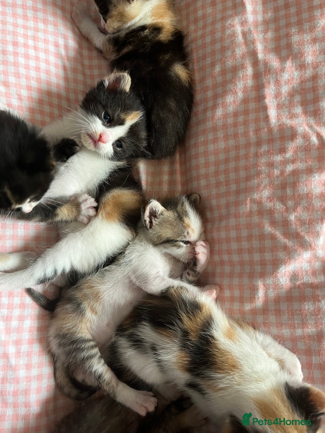 Domestic Shorthair cats for sale: Litter of 9 Beautiful Kittens - Image 16