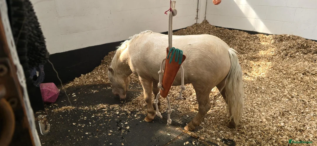 Shetland pony horses for sale: Mini shetland  in Wilmslow - Advert 2