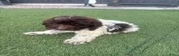 Cockapoo dogs for sale: 4 beautiful f1 cockapoos - Advert 6