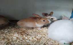 Mini Lop rabbits for sale: Baby lops  - Image 5
