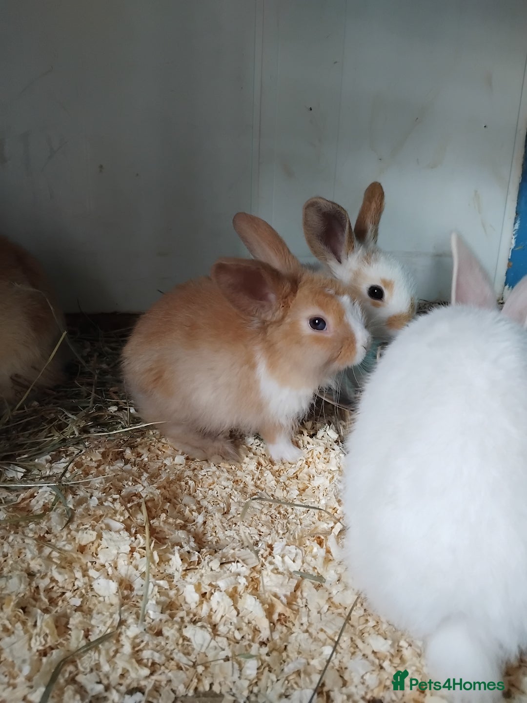 Mini Lop rabbits for sale: Baby lops  - Image 5