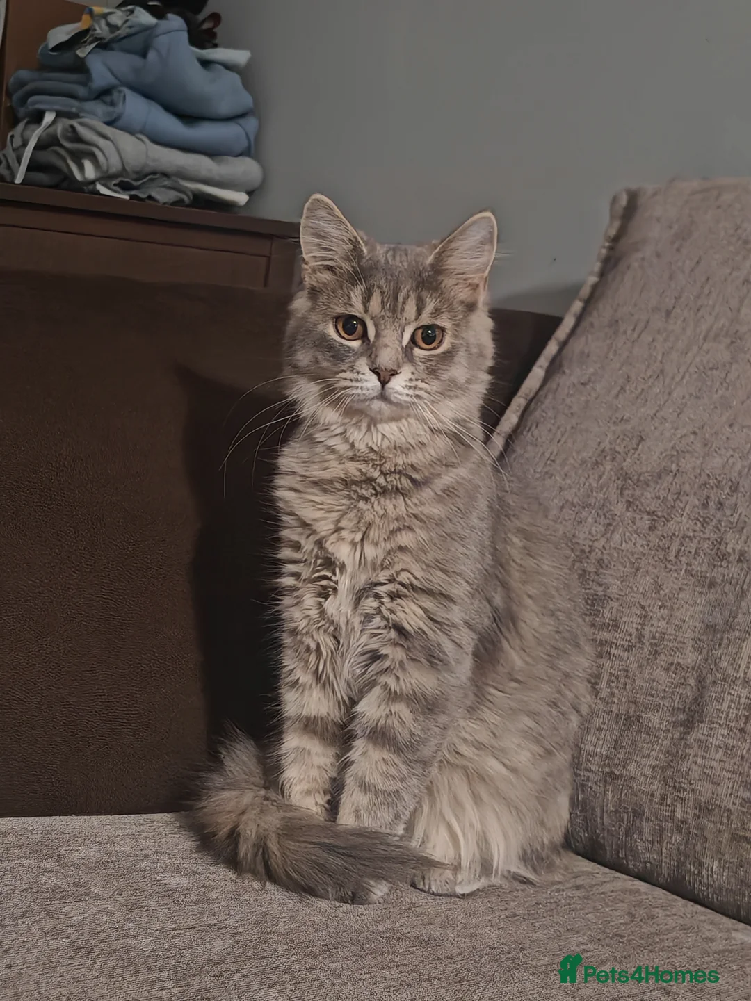 Mixed Breed cats for sale: maine coon x tabby longhair  in Huddersfield - Advert 3