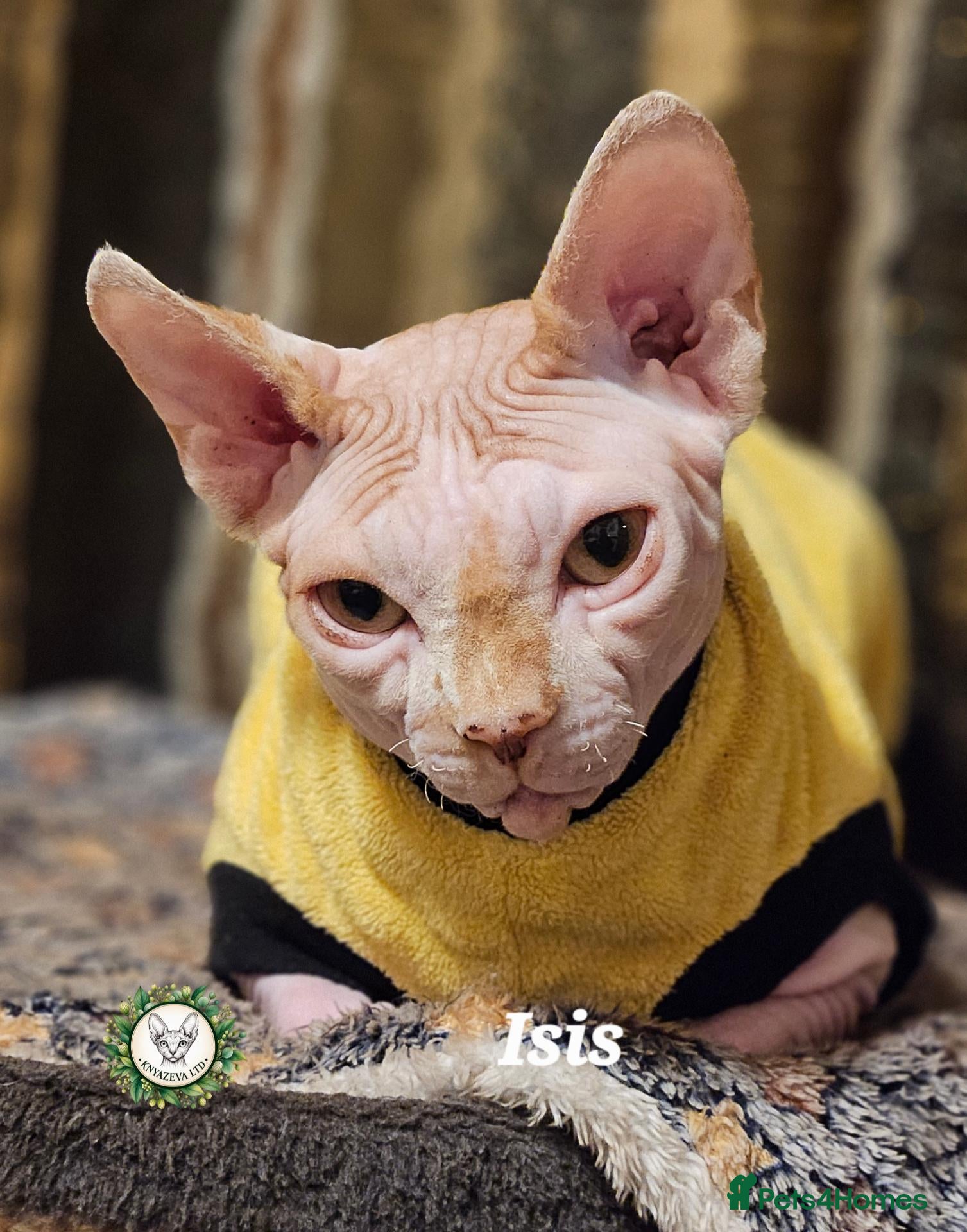 Sphynx cats for sale: Adult Male Sphynx Cats – Two Neutered Boys ❤️ - Advert 10