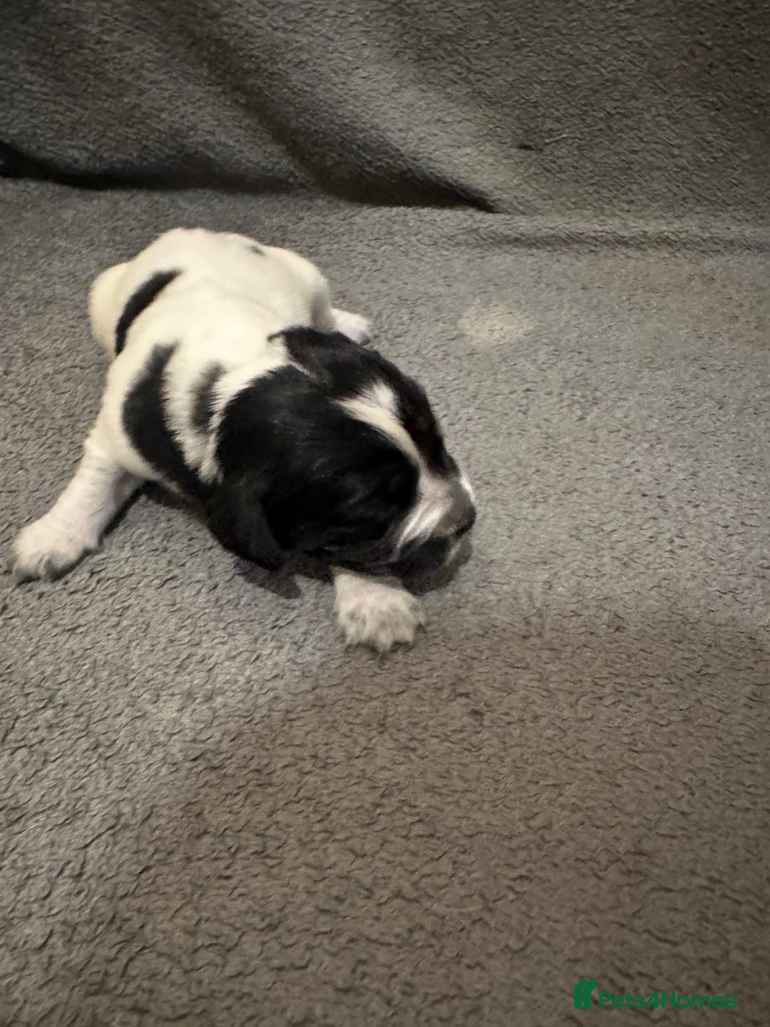 Mixed Breed dogs for sale: Sprockerdor bitch pup *READY NOW* - Advert 22