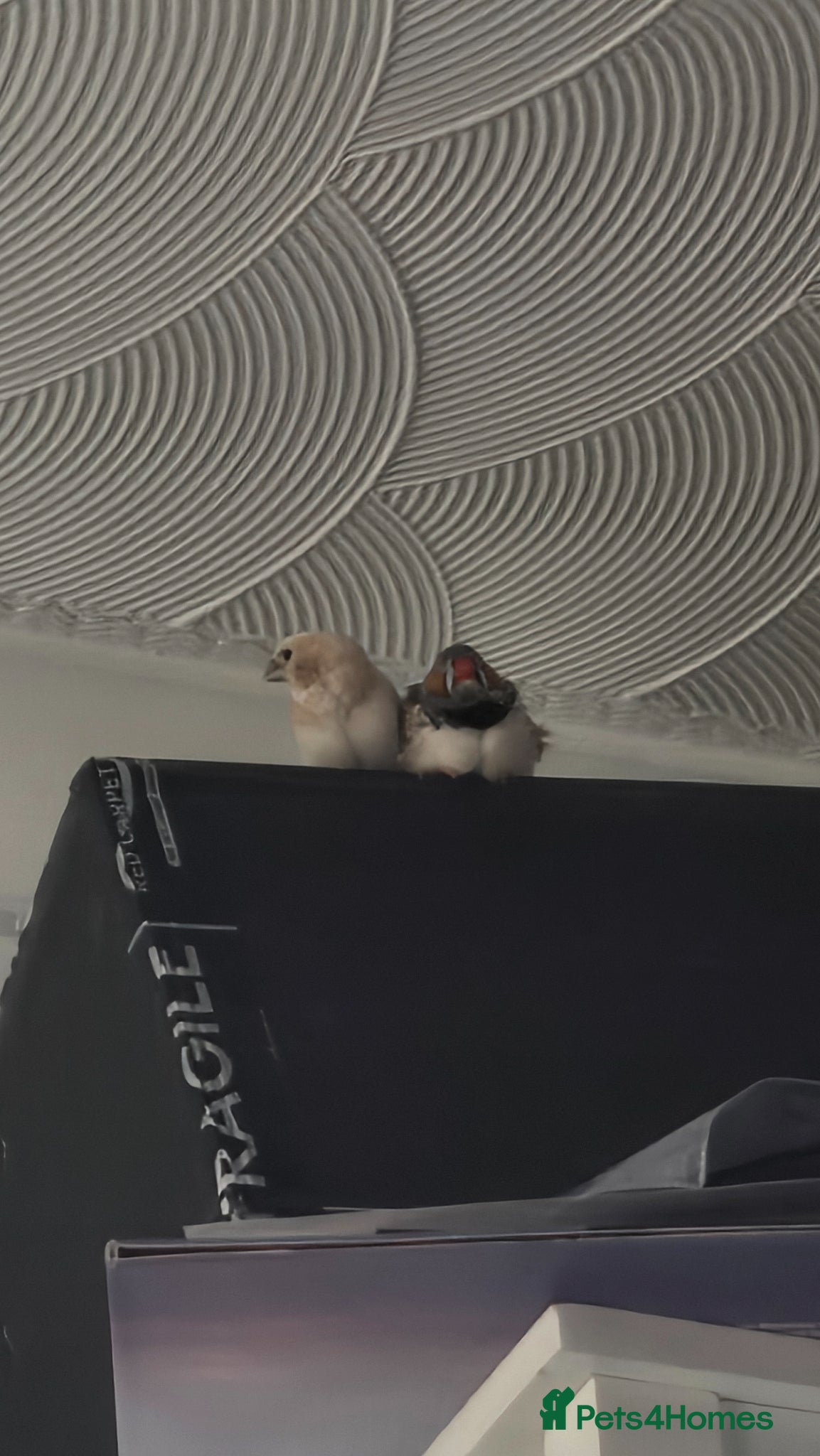 Finches birds for sale: Male Bengalese Finch in Pontefract - Advert 5