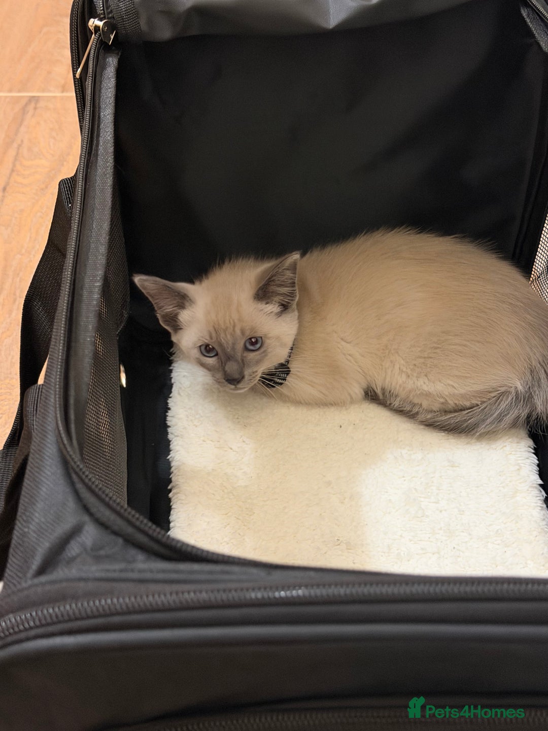 Burmese cats for sale: Beautiful Burmese - Advert 2