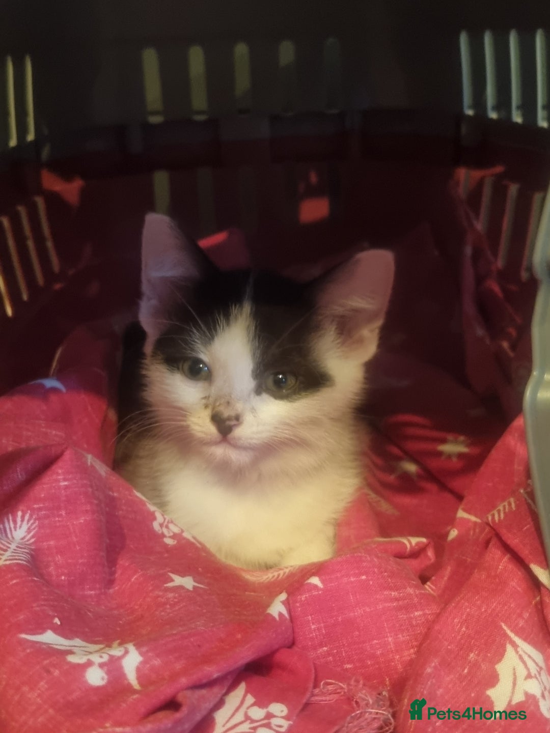 Mixed Breed cats for sale: Beautiful black and white kittens  - Image 2