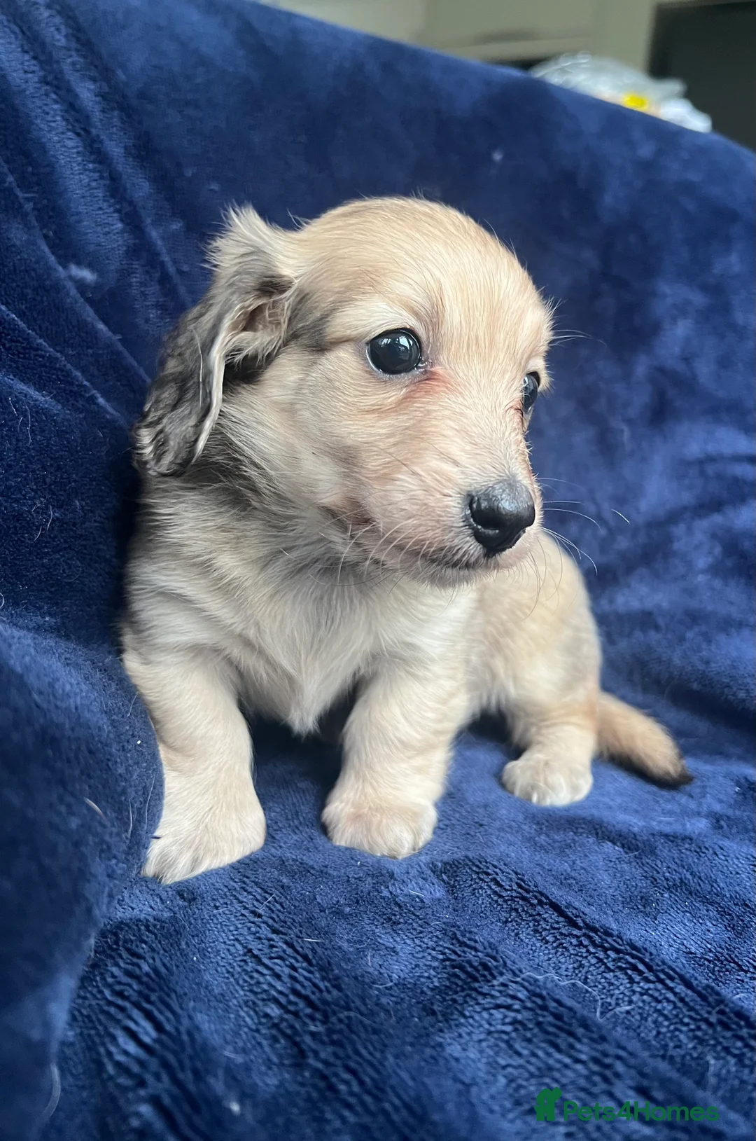 Miniature Dachshund dogs for sale: Shaded cream miniature dachshund girl - Advert 9