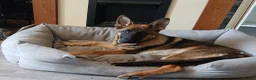 German Shepherd dogs for sale: German shepherd for sale - Advert 3