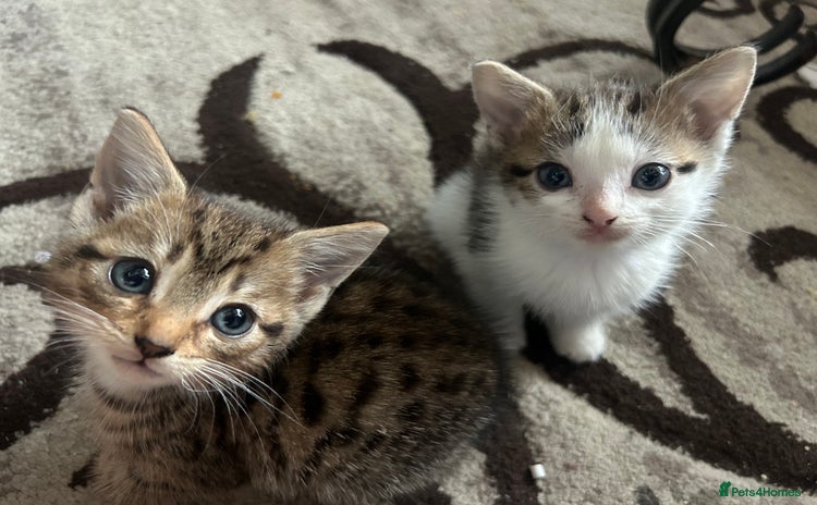 American Shorthair cats Three kittens 💖 - Advert 1