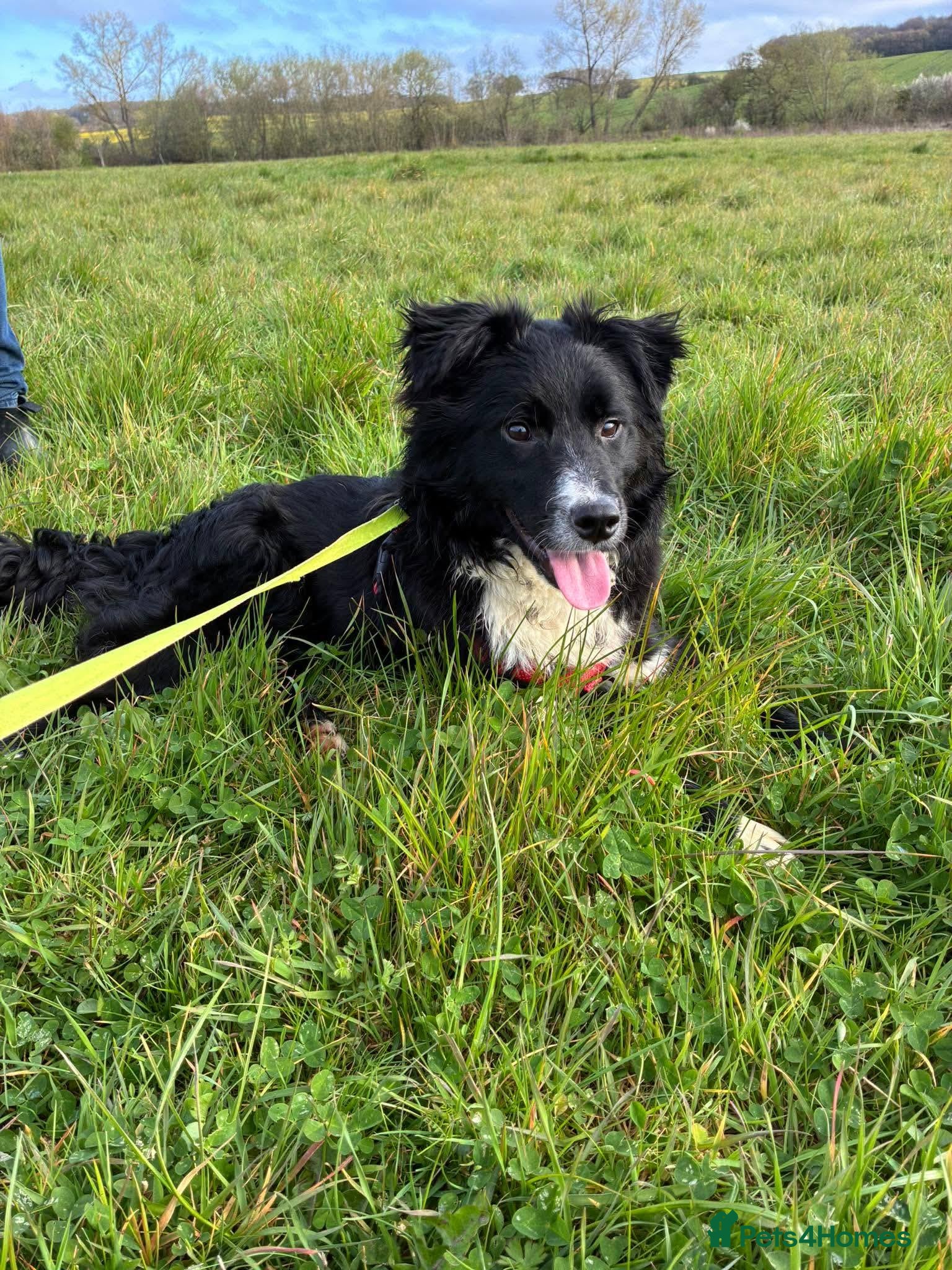 Mixed Breed dogs Whiskey for adoption - Advert 1