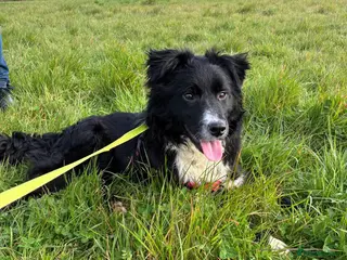 Mixed Breed dogs Whiskey for adoption - Advert 1