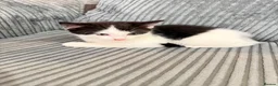 Mixed Breed cats for sale: Kittens - Advert 4