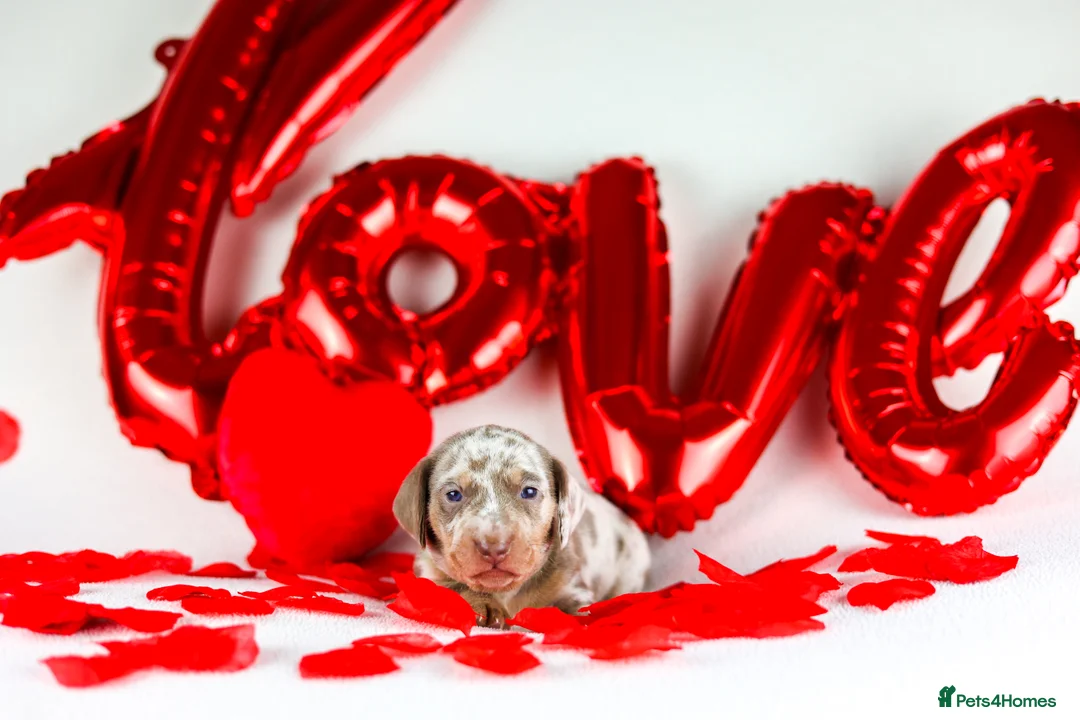 Miniature Dachshund dogs for sale: Miniature dachshund puppies  - Advert 12