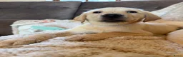 Labrador Retriever dogs for sale: ❤️💫 Superb, chunky, Golden Labrador puppies 💫❤️ in Stourbridge - Advert 29