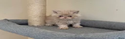 Persian cats for sale: GCCF registered cream Persians 💙 - Advert 7