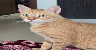 Mixed Breed cats in London - Advert 3