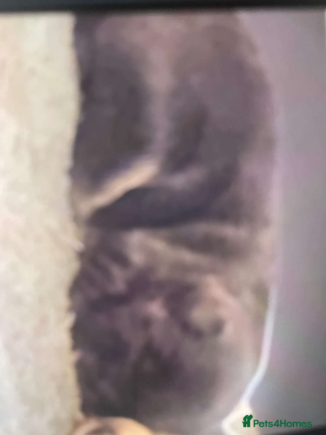 Mixed Breed dogs for sale: Norfolk terrier Cross by French bull bulldog cross - Advert 15