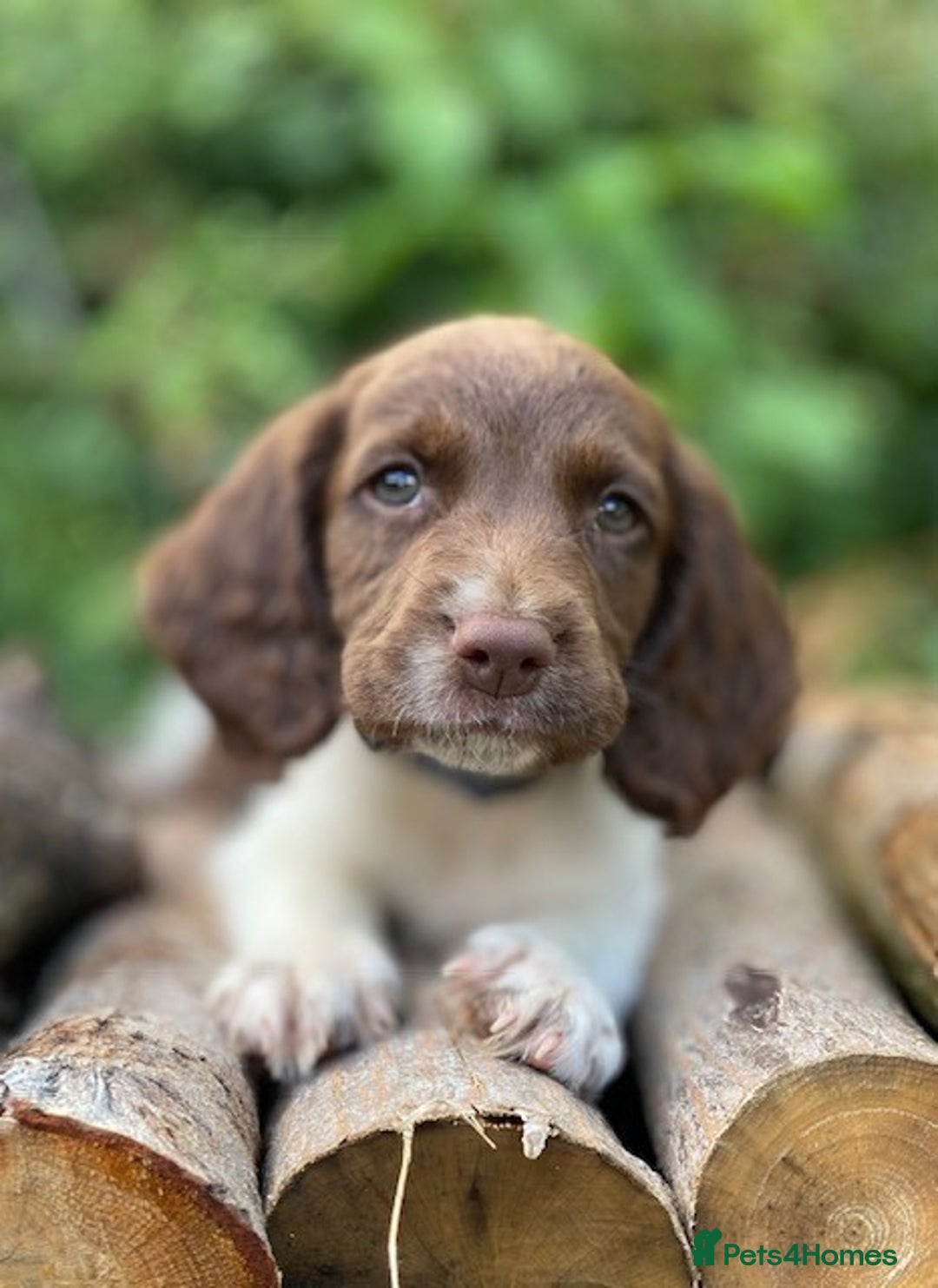 English Springer Spaniel dogs for sale: Working English Springer Spaniel Pups - KC REG - Image 4