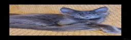 Maine Coon cats for sale: GCCF Registered MaineCoon Blue/Black Smoke & White - Advert 12