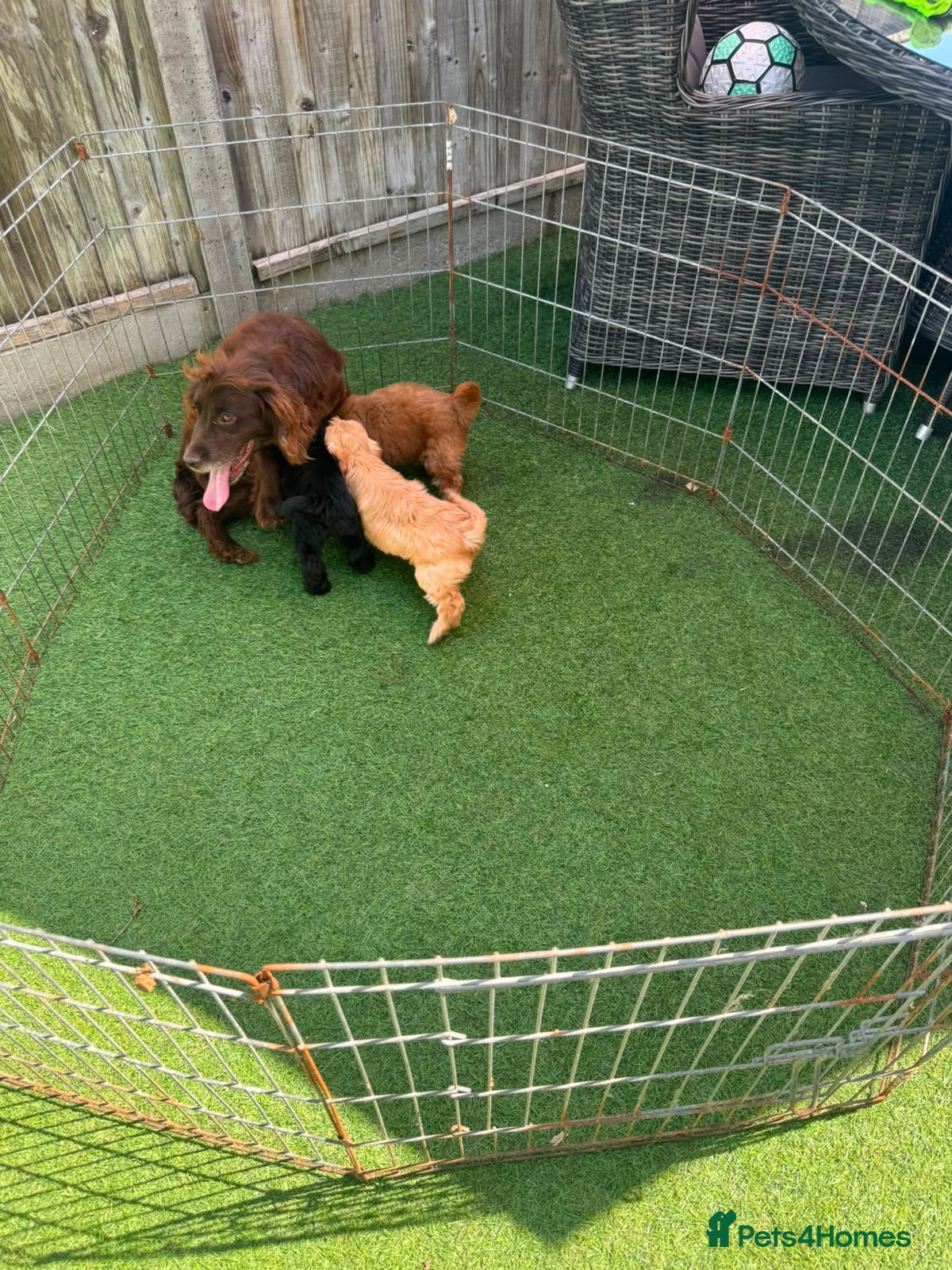 Cockapoo dogs F1 toy cockatoo puppies DNA clear parents  - Advert 1