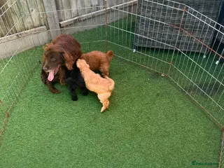 Cockapoo dogs F1 toy cockatoo puppies DNA clear parents - Advert 2