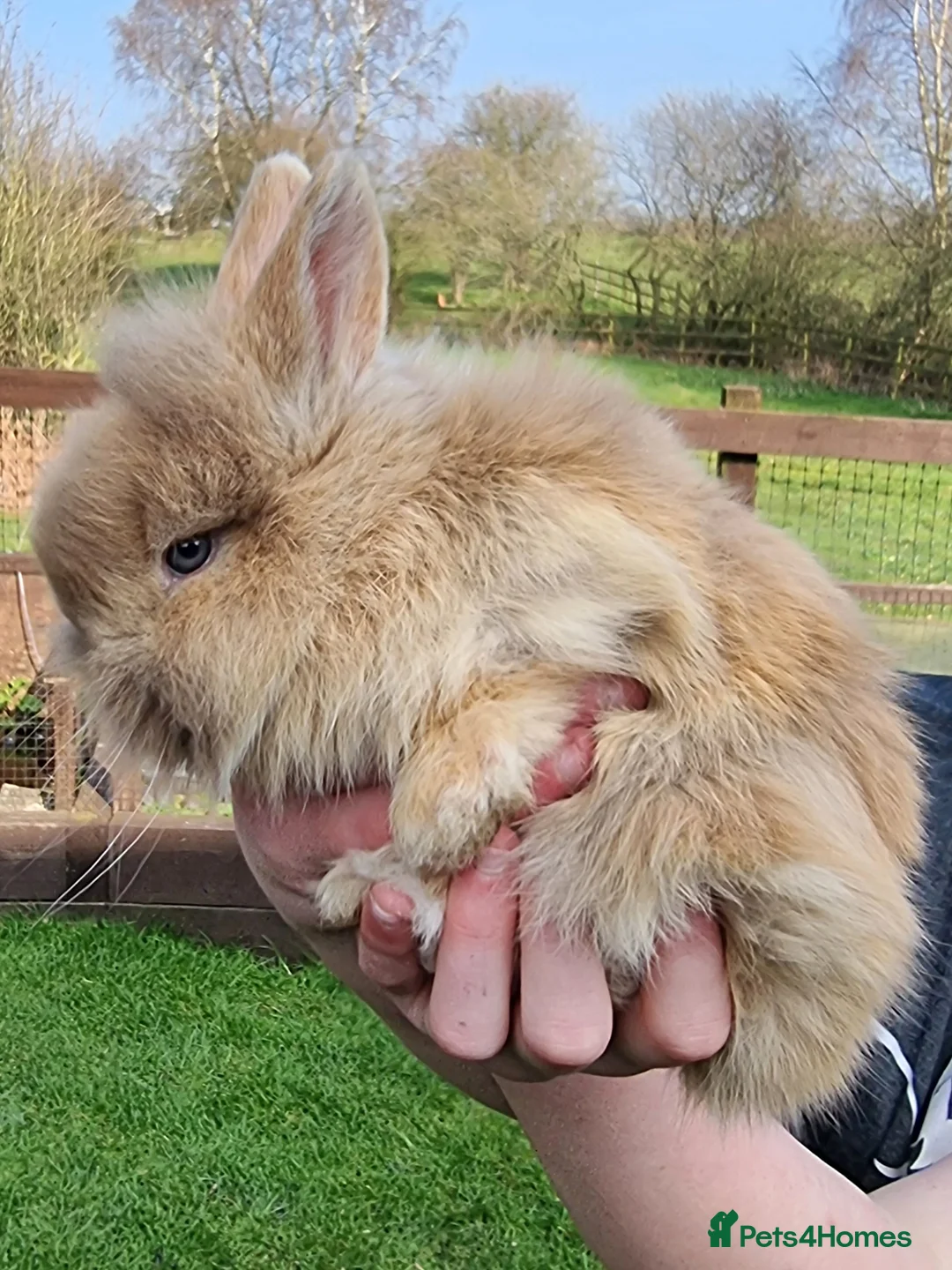 Mini Lion Lop rabbits for sale: Beautiful Mini lion lops  - Advert 2
