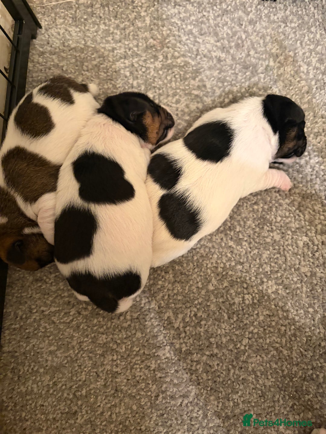 Jack Russell dogs for sale: Jack Russell puppies - Advert 3