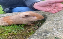 Guinea Pig rodents for sale: 2 Gorgeous Male Guineapigs  - Image 3