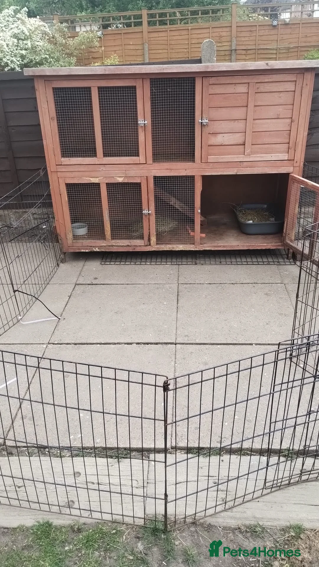 Mixed Breed rabbits for sale: Loving rabbits in Sutton Coldfield - Advert 7
