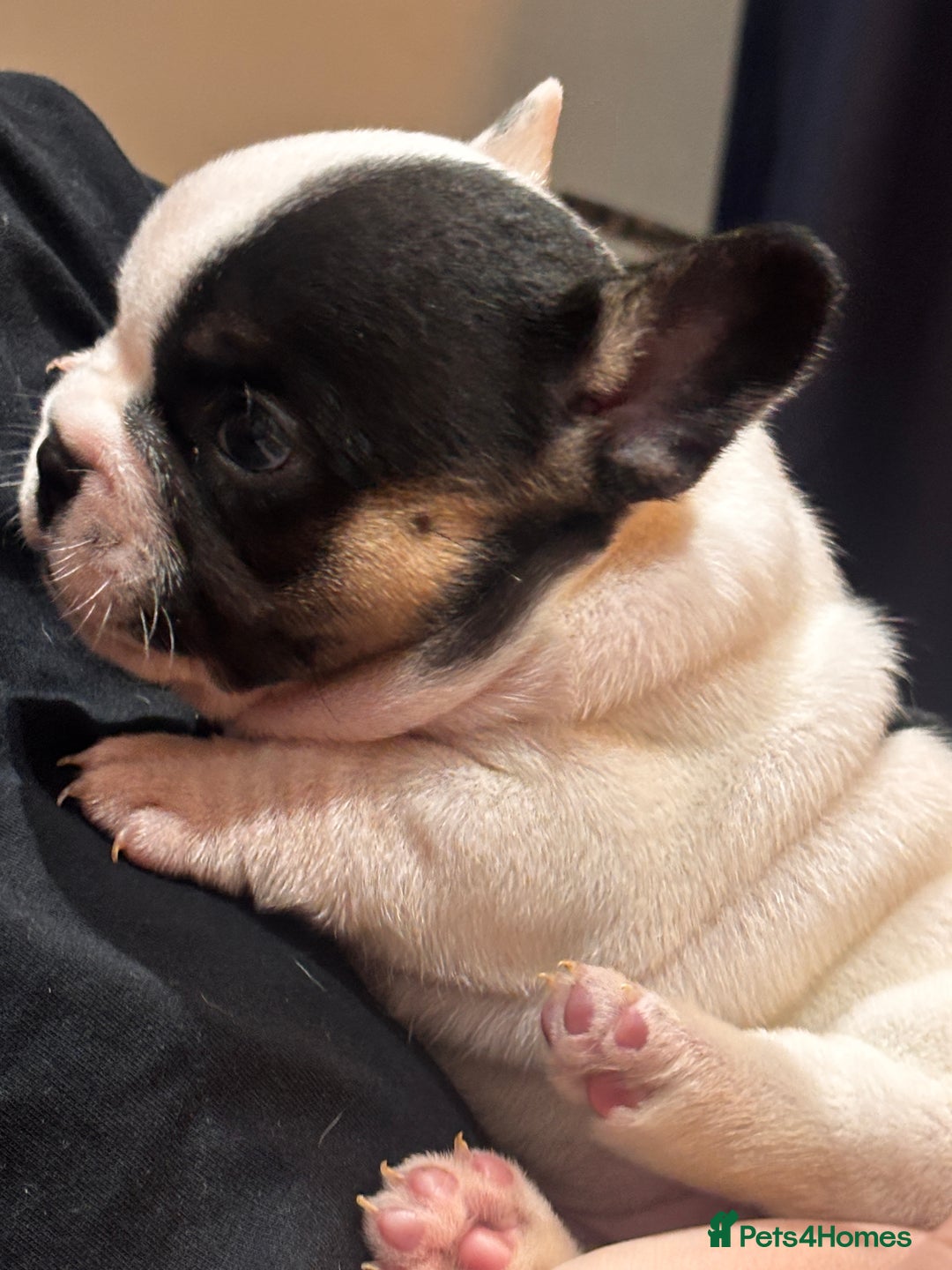 French Bulldog dogs for sale: Beautiful chunky Frenchie pups - Image 14