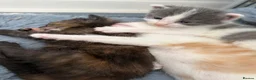 Mixed Breed cats for sale:     Healthy Playful Kittens - Advert 31