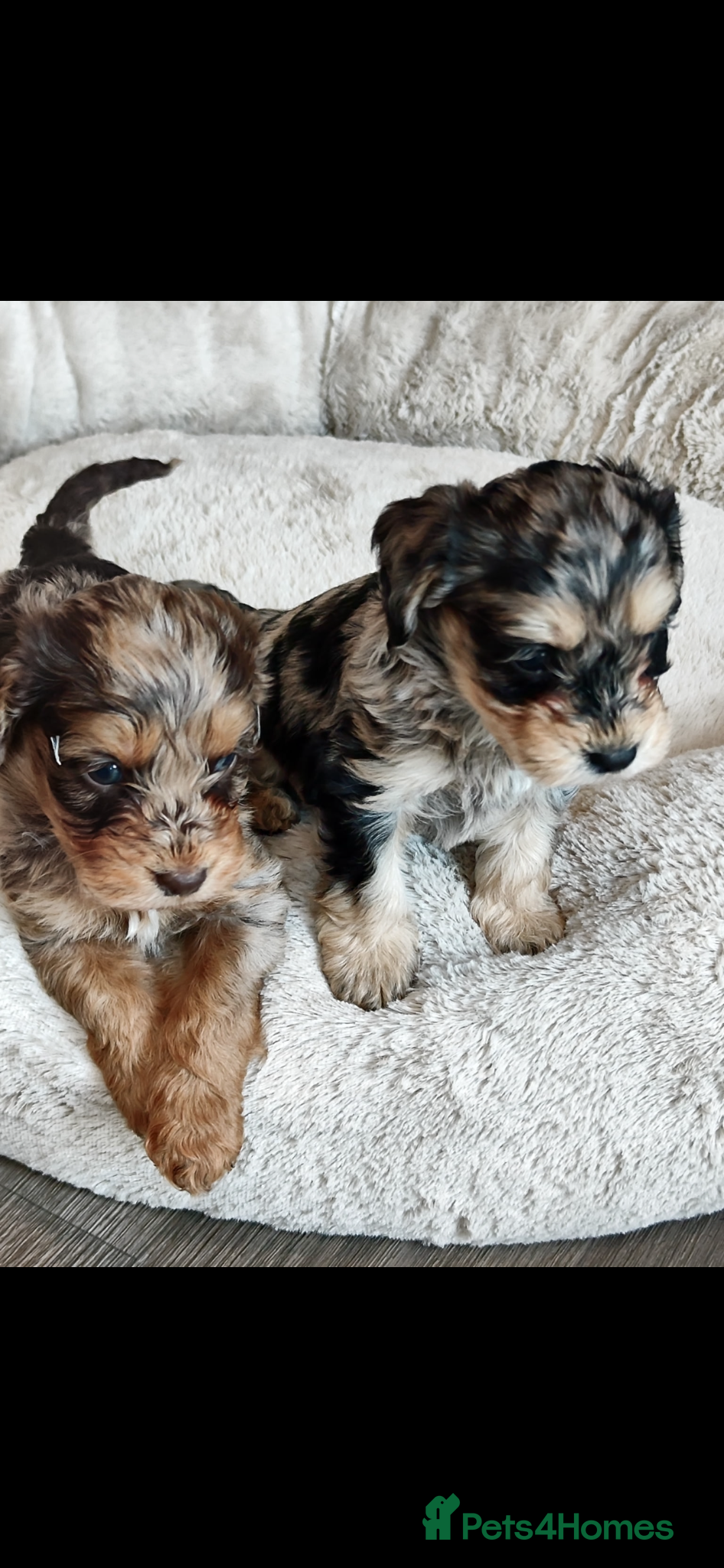 Cockapoo dogs UPDATED PHOTOS 💙🩷 F1  merle Cockerpoo - Advert 8