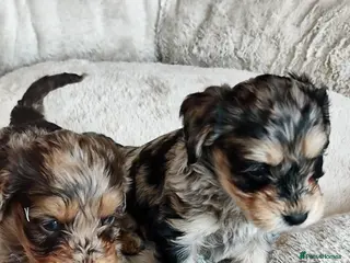 Cockapoo dogs UPDATED PHOTOS 💙🩷 F1 merle Cockerpoo - Advert 8