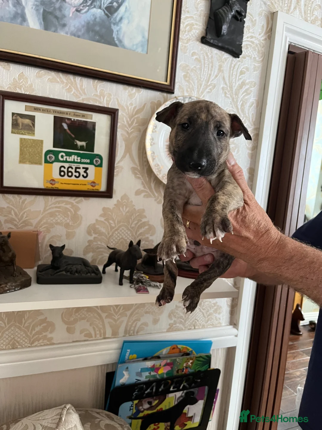 English Bull Terrier dogs for sale: English bull terrier puppies - Advert 1