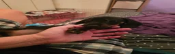 Dachshund dogs for sale: 5 beautiful puppies available - Advert 21