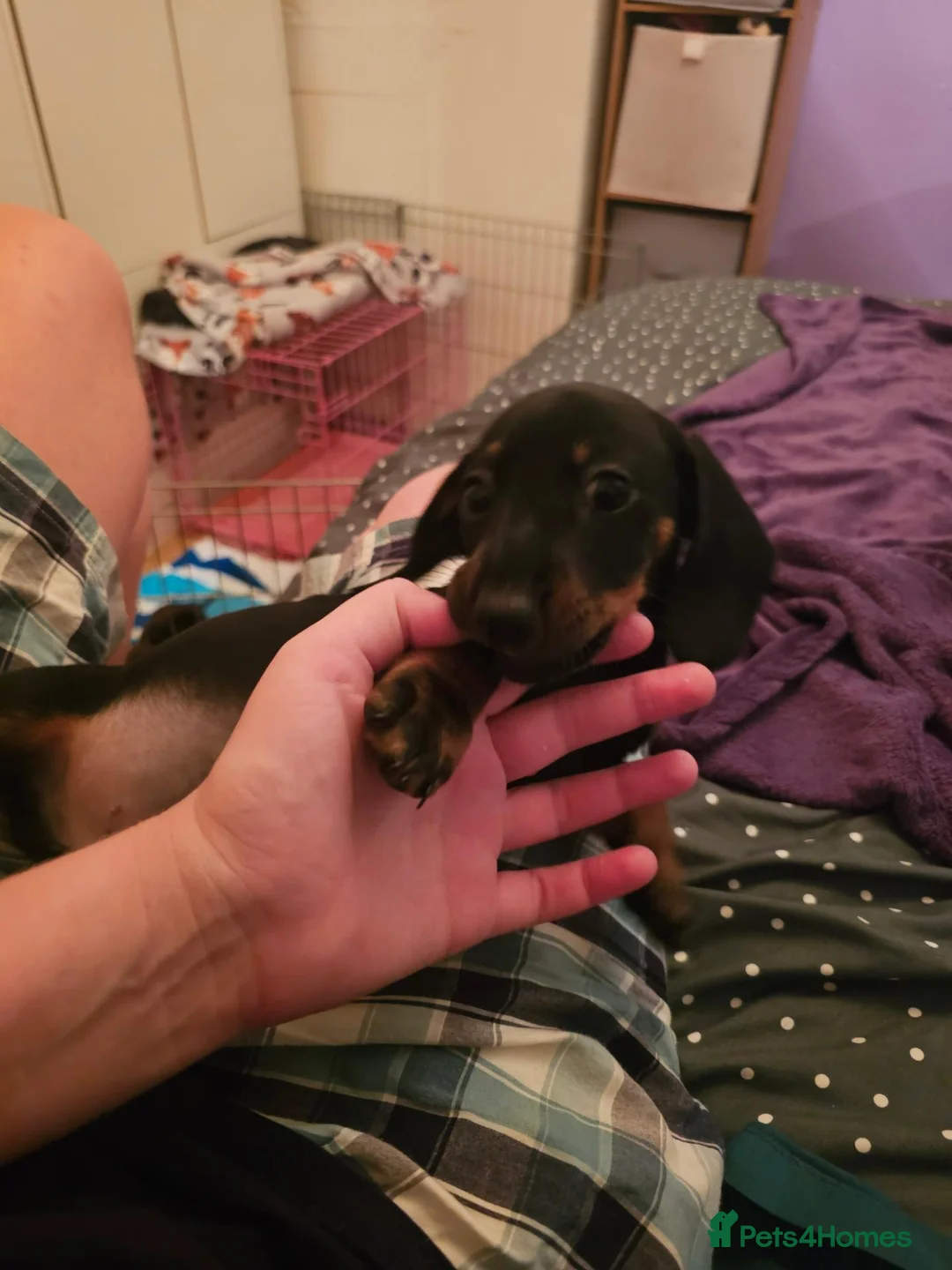 Dachshund dogs for sale: 5 beautiful puppies available - Advert 21