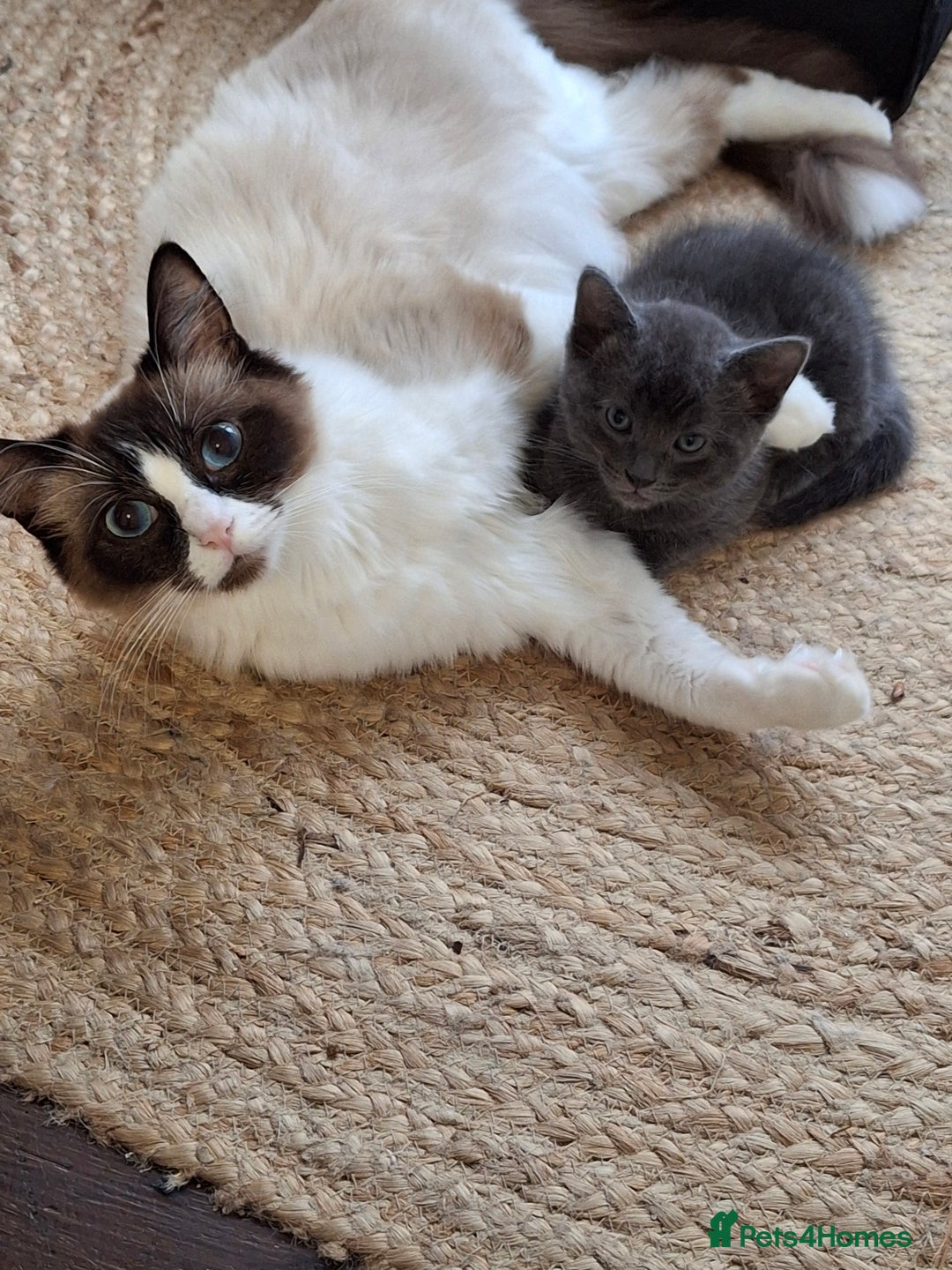 Ragdoll cats for sale: Ragdoll x BSH - Image 4