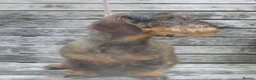 Dachshund dogs for sale: Lovely natured wire haired Dachshund, - Advert 2